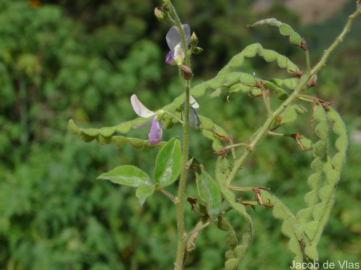 Desmodium uncinatum (Jacq.) DC.